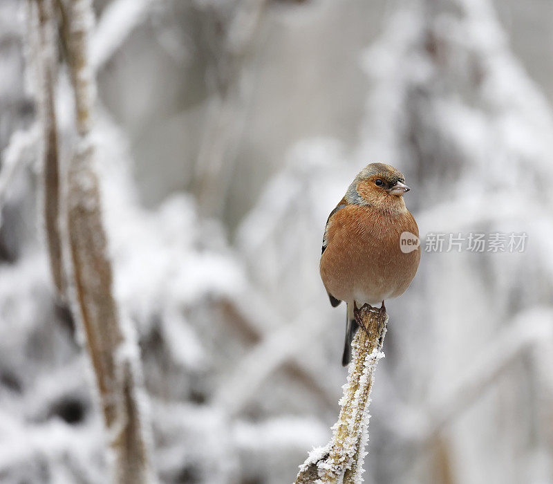 冬天的苍头燕雀(Fringilla coelebs)